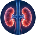 Kidney damage icon