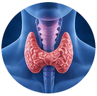 Thyroid disruption icon